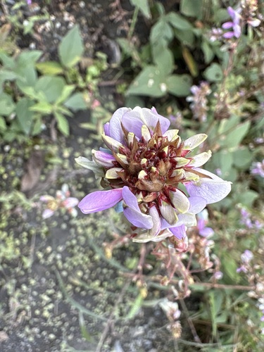 Desmodium intortum, photograph 1