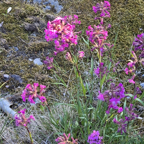 Sticky Catchfly