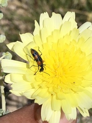 Eupompha elegans