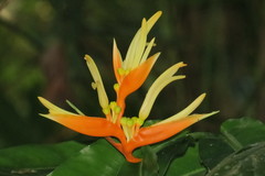 Heliconia aurantiaca