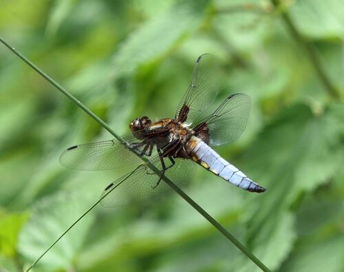 Broad-bodied Chaser