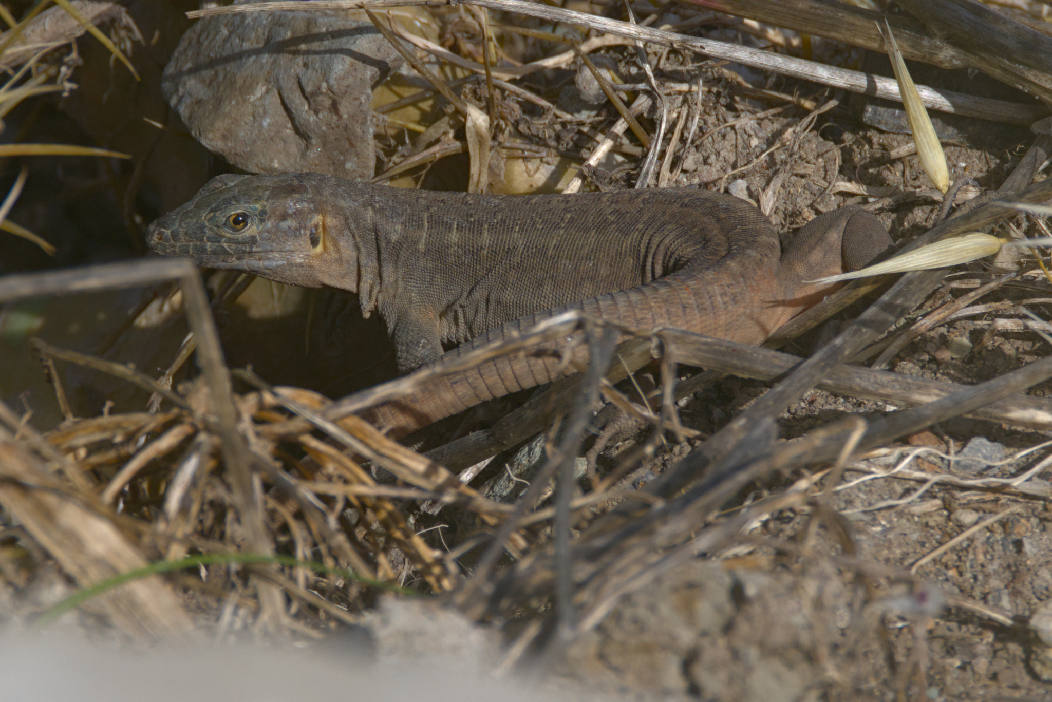 Lagarto de Gran Canaria