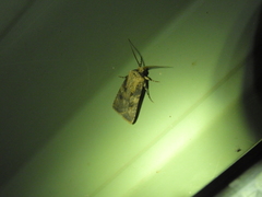 Agrotis interjectionis