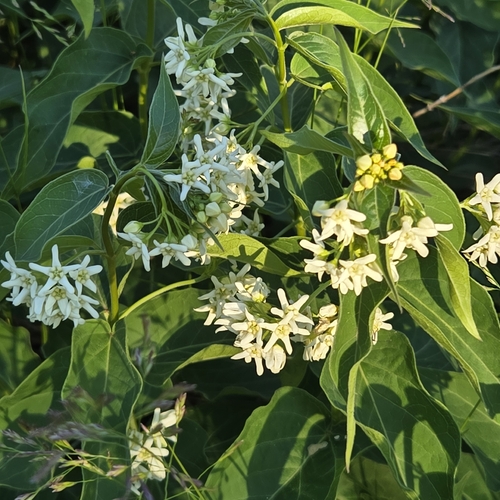 Swallow-wort