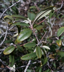 Frangula californica tomentella