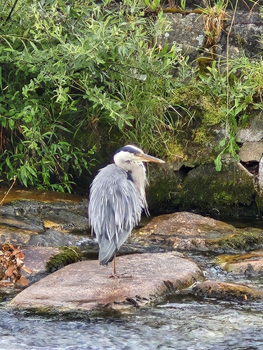 Grey Heron