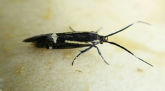 Esperia sulphurella