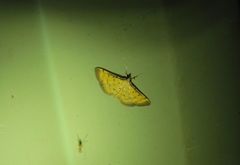 Herpetogramma hipponalis