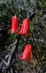 Fritillaria recurva