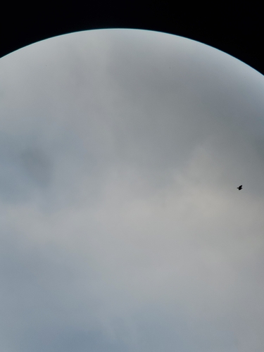 Lesser Spotted Eagle