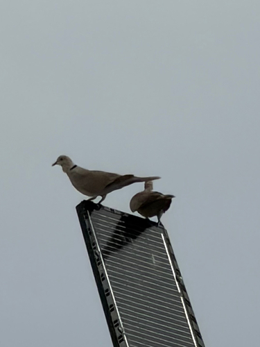 Eurasian Collared-Dove