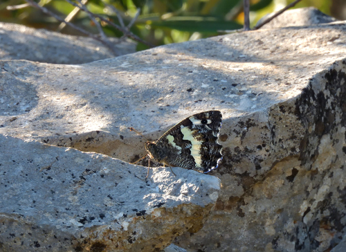 Great Banded Grayling