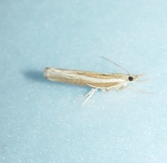 Fissicrambus profanellus