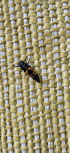 Asian Lady Beetle