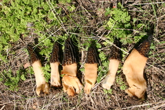 Morchella brunnea
