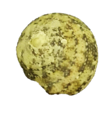 Agathistoma fasciatum