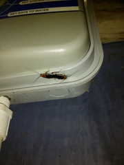 Pseudomops septentrionalis