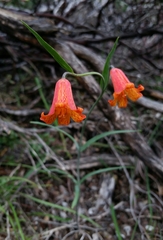 Fritillaria recurva