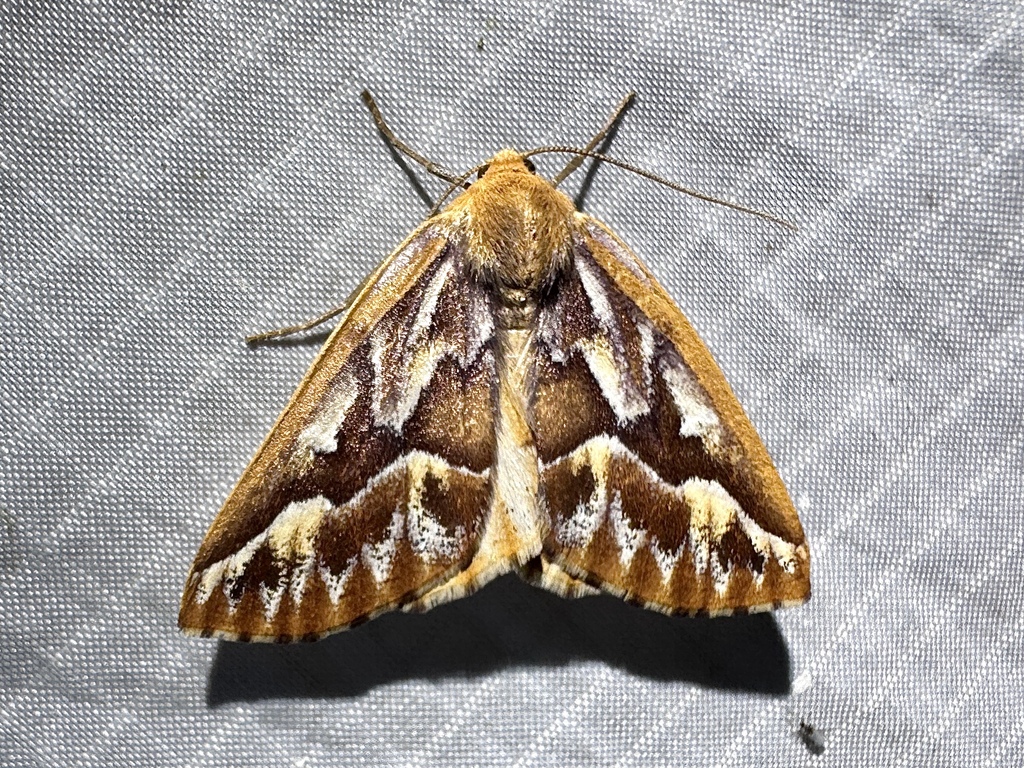 Northern Pine Looper Moth