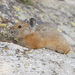Turkestan Red Pika - Photo (c) Sergey Yeliseev, some rights reserved (CC BY-NC-ND)