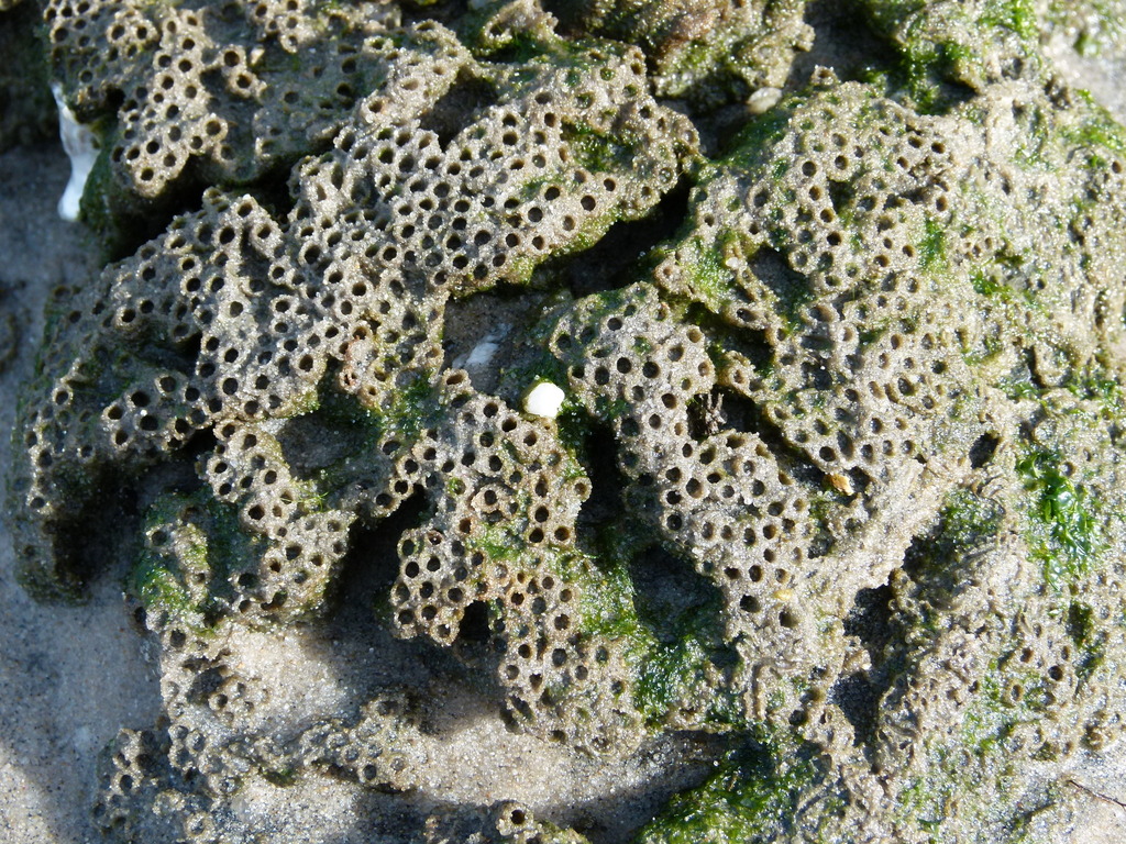 reefworm