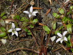 Lobelia fatiscens