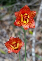 Fritillaria recurva