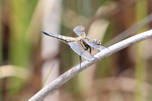 Four-spotted Skimmer