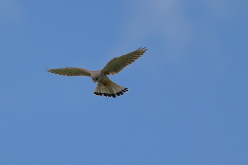 Eurasian Kestrel