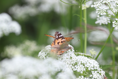 Painted Lady