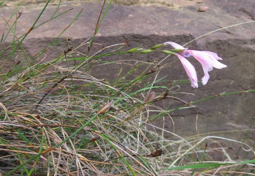 Gladiolus brevifolius, photograph 4