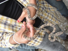 Trimorphodon biscutatus