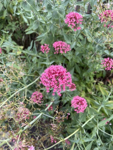 Red Valerian