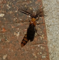 Phengodes plumosa