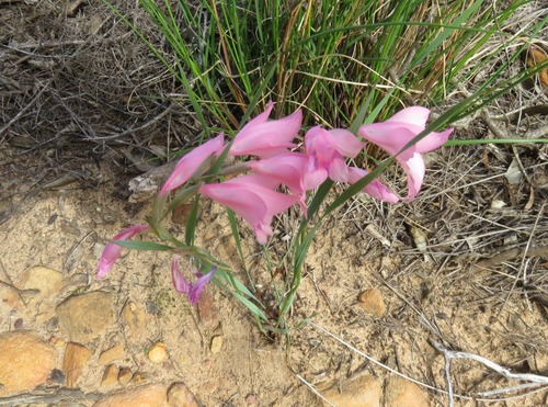Gladiolus brevifolius, photograph 3