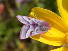 Schinia pulchripennis
