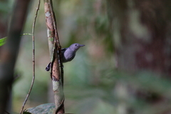 Megastictus margaritatus