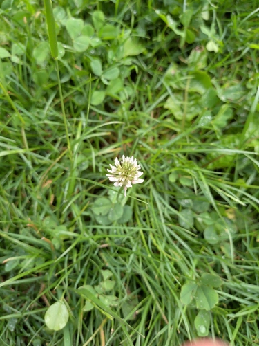 white clover