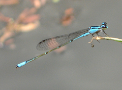 Acanthagrion floridense