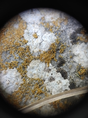 Willeya diffractella