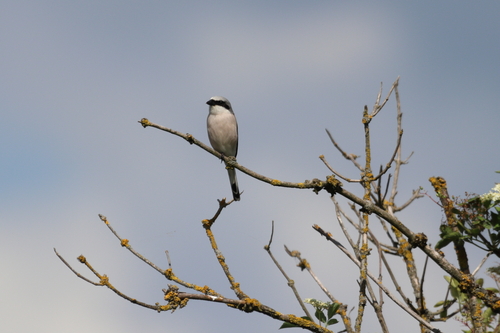 Red-backed Shrike