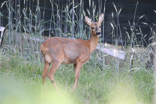 Western Roe Deer