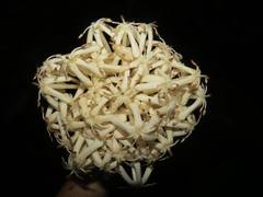 Posoqueria latifolia