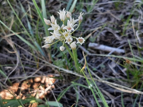 Textile onion