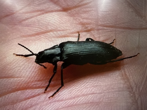 Melandrya caraboides
