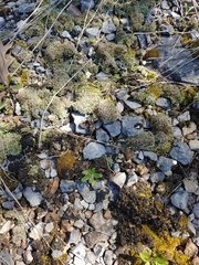 Cladonia strepsilis