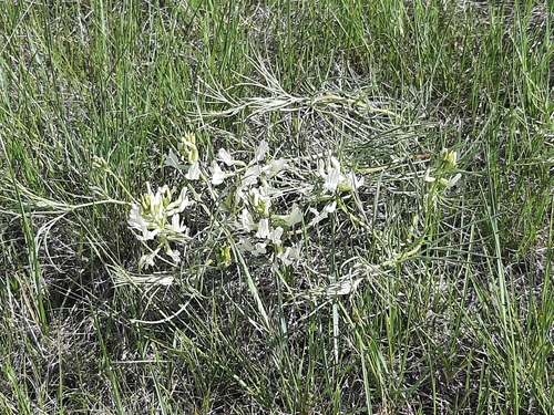 Narrowleaf Milkvetch