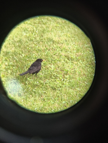 Eurasian Blackbird