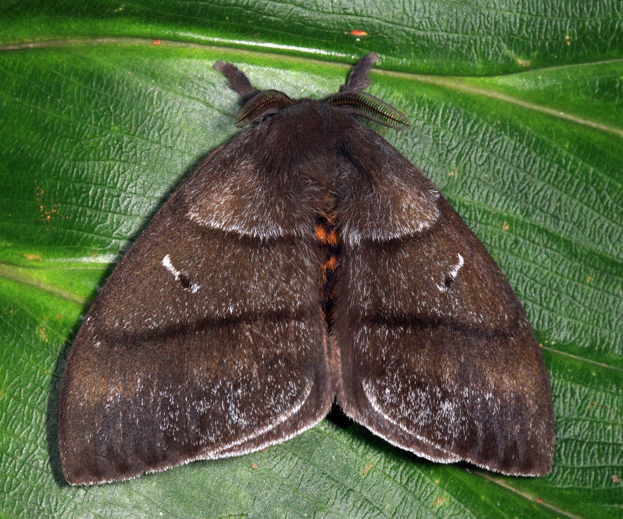 Periphoba nigra