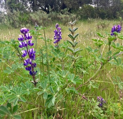 Lupinus succulentus
